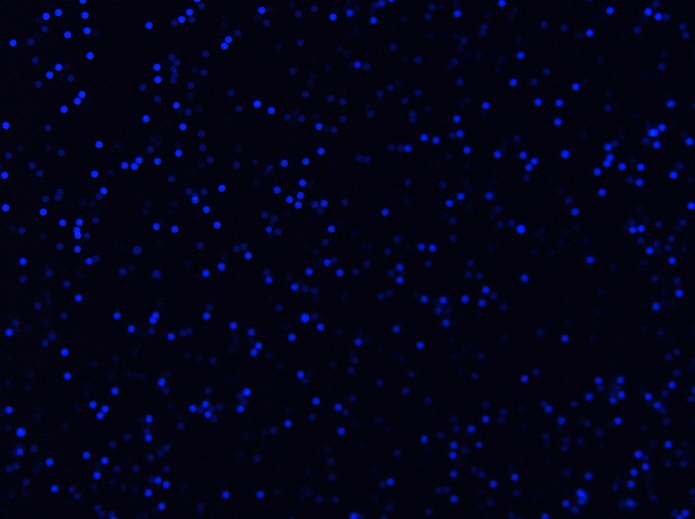 Beads-LZ1-385-DAPI-20X-scA1400-17gc-G600-E5ms