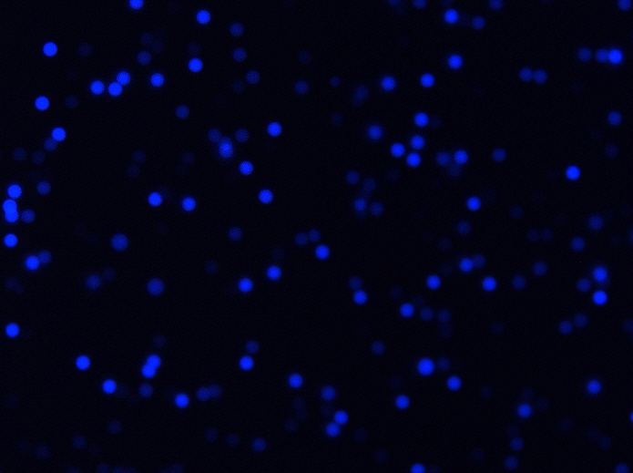 Beads-LZ1-385-DAPI-40X-scA1400-17gc-G600-E7ms