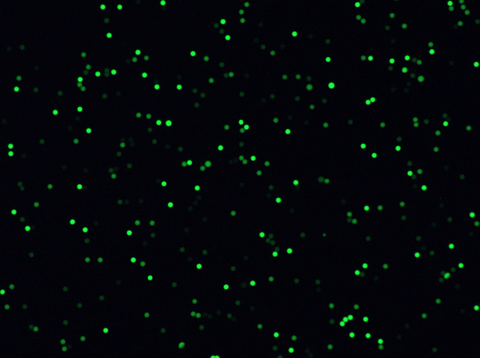 Beads-Luxeon-470-FITC-20X-scA1400-17gc-G600-E20ms