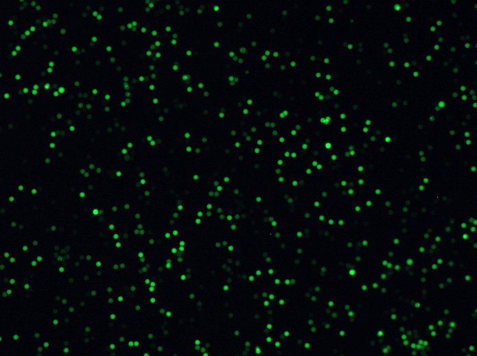 Beads-XHP35-FITC-20X-scA1400-17gc-G600-E80ms