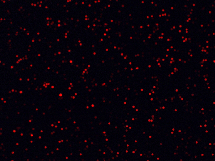 Beads-XHP35-TxRed-20X-scA1400-17gc-G600-E2ms