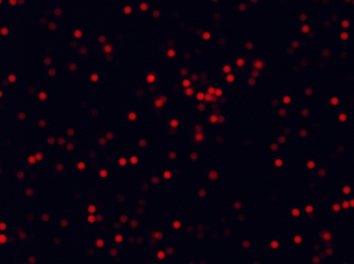 Beads-XHP35-TxRed-40X-scA1400-17gc-G600-E2ms
