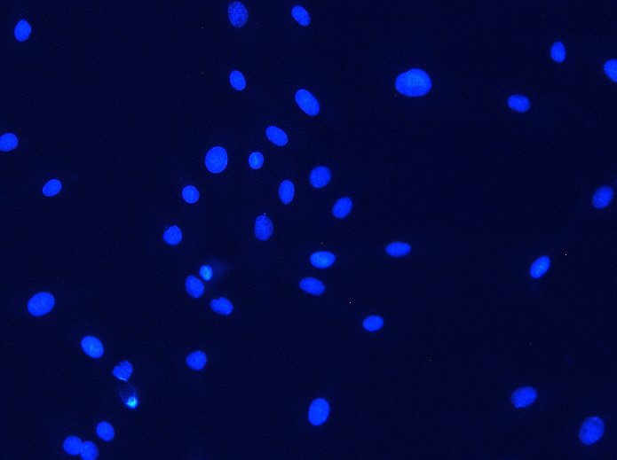 FluoCells-1-LZ1-385-DAPI-20X-scA1400-17gc-G600-E200ms