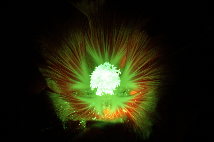 flower-fluorescence-05