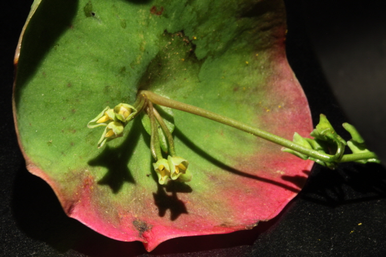 flower-reflection-08